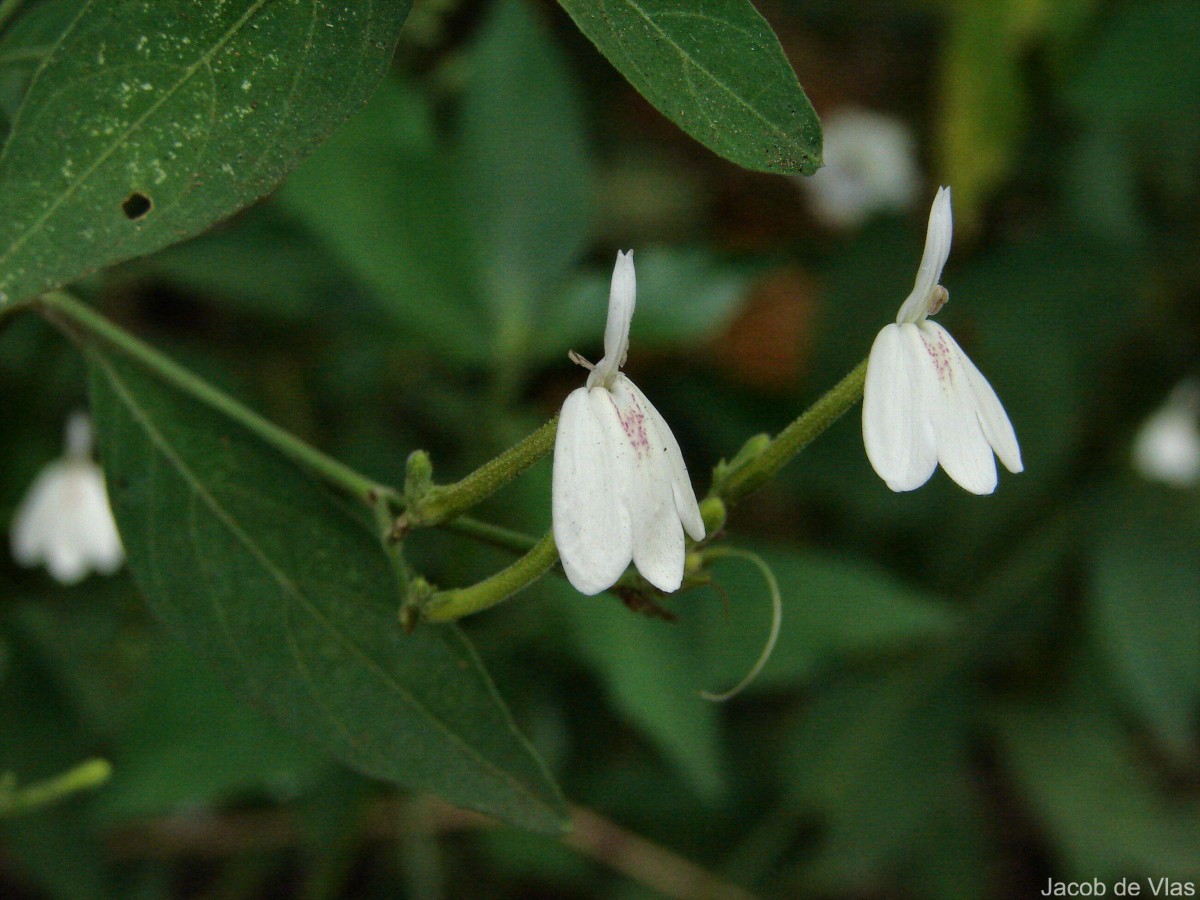 Rhinacanthus nasutus (L.) Kurz